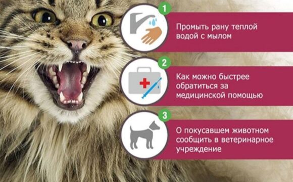 БЕШЕНСТВО