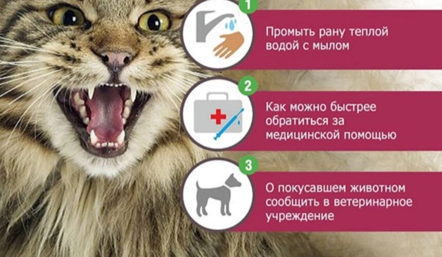 БЕШЕНСТВО