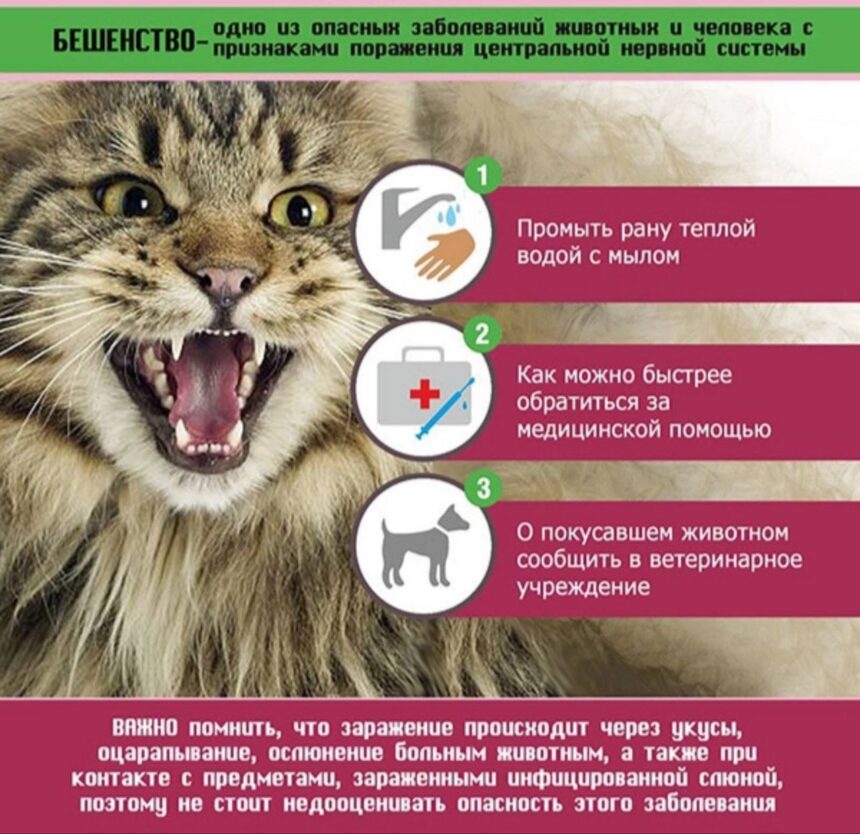 photo_5381825254797285728_y БЕШЕНСТВО
